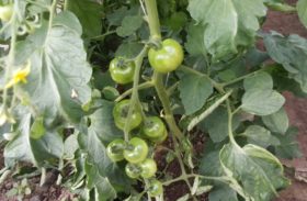 “Danes pa samo z BORAMIN Ca”