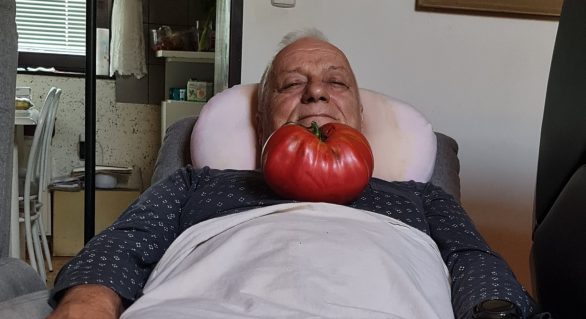 Paradižnik 1,555 kg